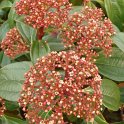 Viburnum cinnamomifolium fleur